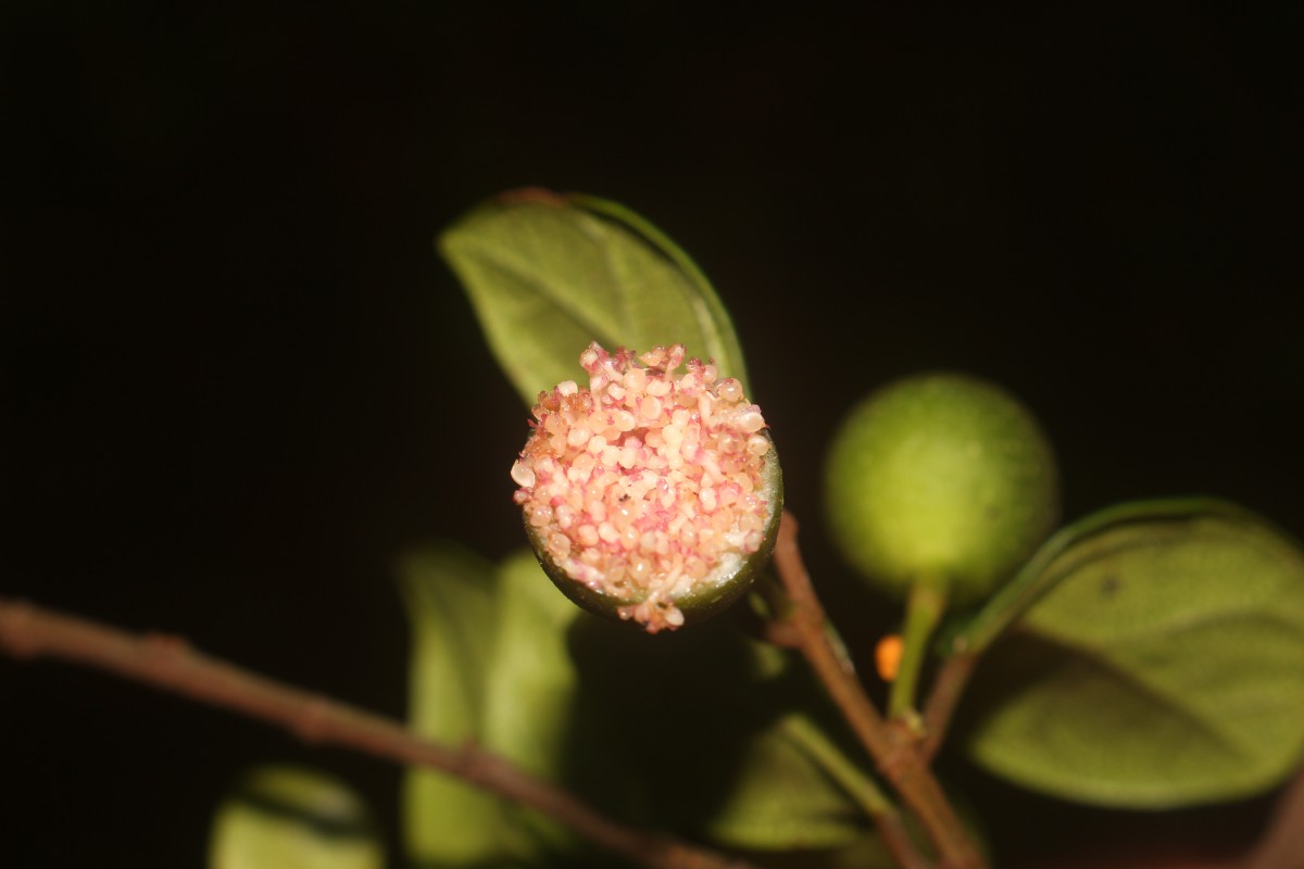 Ficus diversiformis Miq.